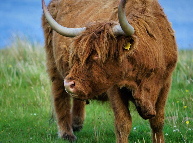 Schottisches Hochlandrind – Bild: phoenix/​ZDF/​arte