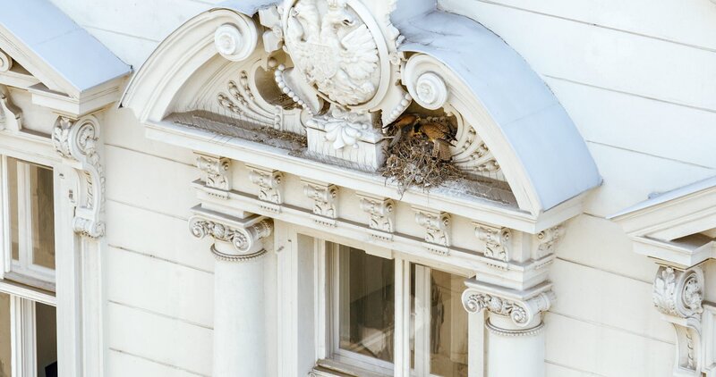 Turmfalken mit Jungvögel im Nest. – Bild: BR