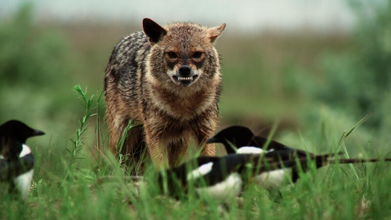 Goldener Schakal und Elstern – Bild: RTL /​ Terra Incognita Docs