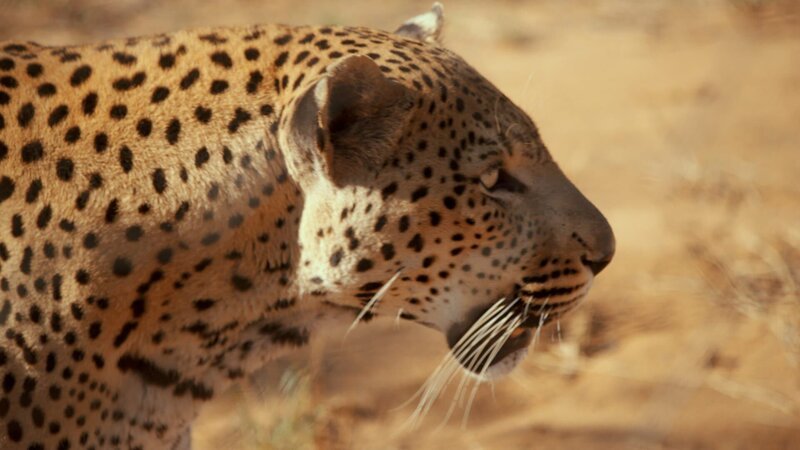 Der Leopard lässt sich nicht so leicht auf die Lockversuche von OLI und Davina ein. – Bild: SWR