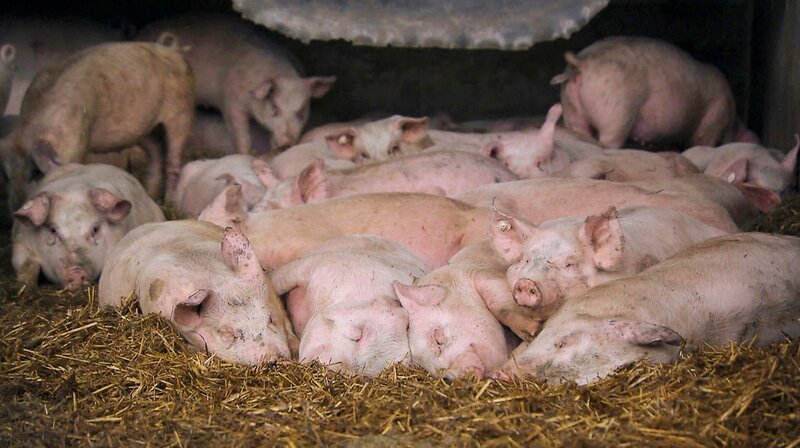 Diese Ferkel sind jetzt 80 Tage alt und blieben noch gut 180 Tage auf dem Dudziak-Hof. Weitere Fotos erhalten Sie auf Anfrage. – Bild: NDR/​Videomagic
