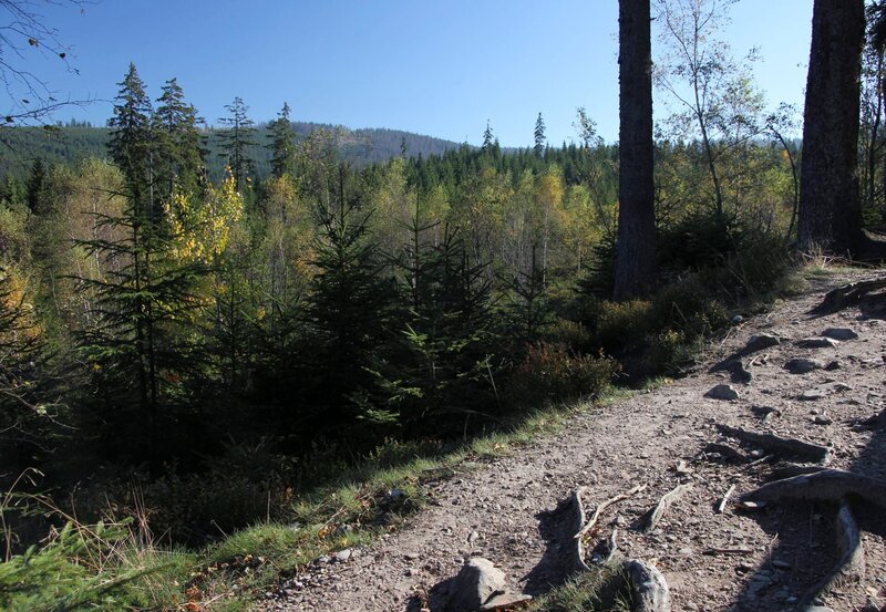 Zahlreiche Wanderwege führen durch das tschechische Sumava-Schutzgebiet und auch in den deutschen Nationalpark Bayerischer Wald. – Bild: MDR/​MDR/​ARTE/​Rainer Bergomaz
