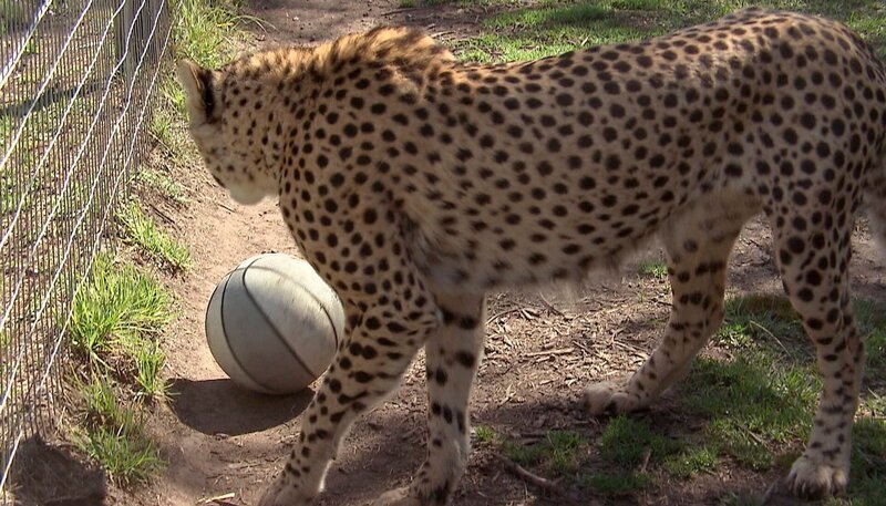 Gepard in Tenikwa spielt Fussball. – Bild: NDR/​Vincent TV GmbH