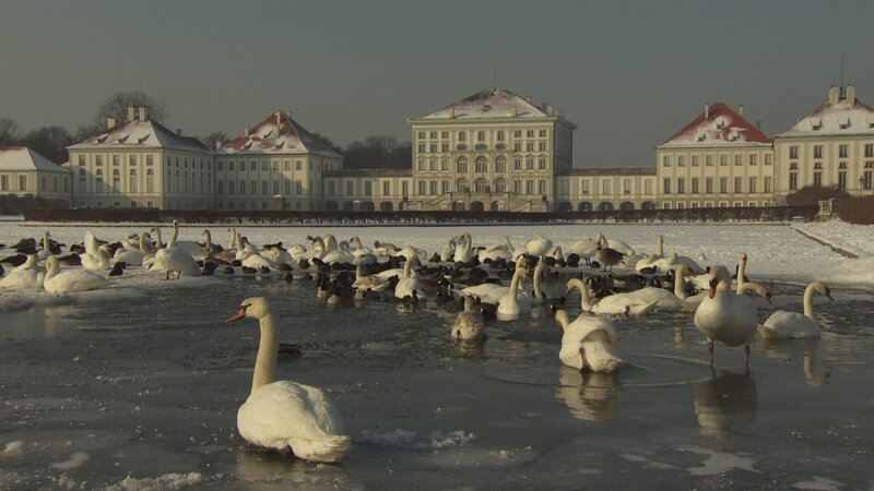 Wasservögel vor Schloss Nymphenburg. – Bild: BR/​Markus Schmidbauer