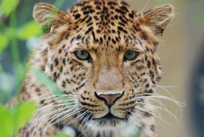 Der chinesische Leopard heißt Julius. – Bild: BR/​Jens-Uwe Heins