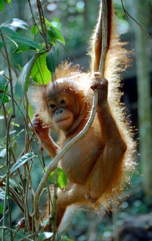 Ein junger Orang-Utan in der Auffangstation im Bukit Tiga Puluh, dem Nationalpark Indonesiens. – Bild: BR/​Udo A. Zimmermann