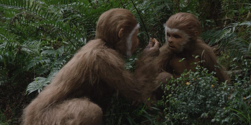 Schimpansen wenden zahlreiche Heilkräuter an, beispielsweise behandeln sie Malaria mit fiebersenkenden Pflanzen. Auch den Pierolapithecus trauen Forscher solche Kenntnisse zu. Sehr wahrscheinlich wurde Wissen wie bei den Schimpansen von den Müttern an die nächste Generation weitergegeben. – Bild: ZDF und Nilaya Productions