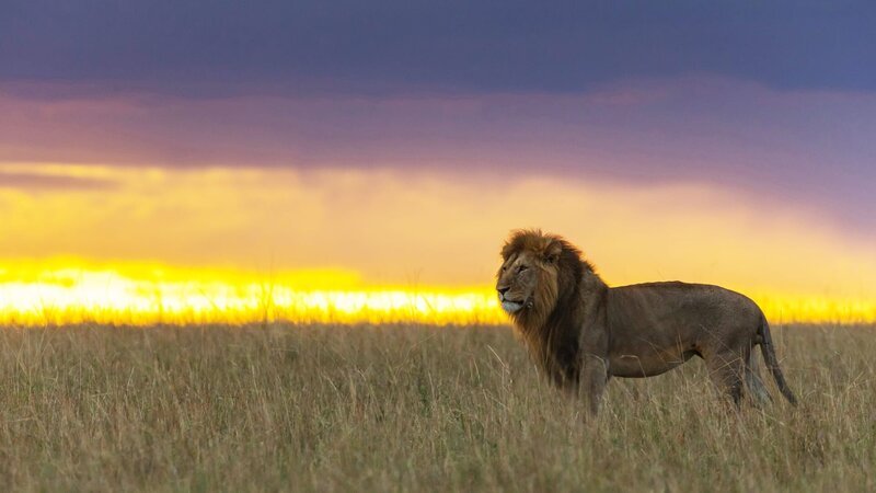 Löwe abends, Masai Mara, Kenia – Bild: 2021_CuriosityStream-Inc. Löwe abends, Masai Mara, Kenia – Bild: 2021_CuriosityStream-Inc.
