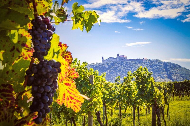 Imagebild für die ServusTV-Produktion „Heimatleuchten – Wachau – Steile Lagen, tiefe Wurzeln“ – Bild: ServusTV /​ Hanna Faber