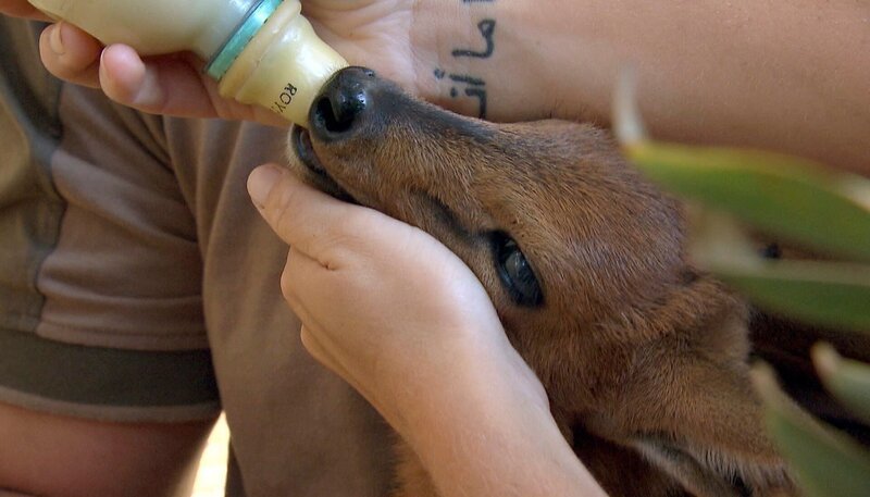 Ein Neuzugang, ein Duikerbaby beim Trinken in der Auffangstation. – Bild: NDR/​Vincent TV GmbH