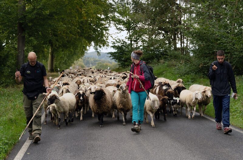 Im Westerwald lernen Führungskräfte Teamarbeit. – Bild: SWR/​Paul Weber