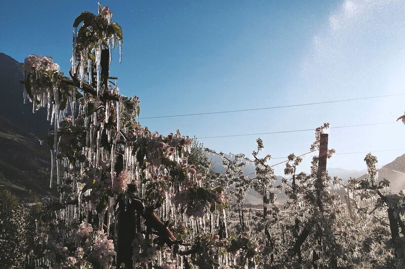 Frostberegnung während der Apfelblüte. – Bild: SWR/​sehmannsklub filmproduktion