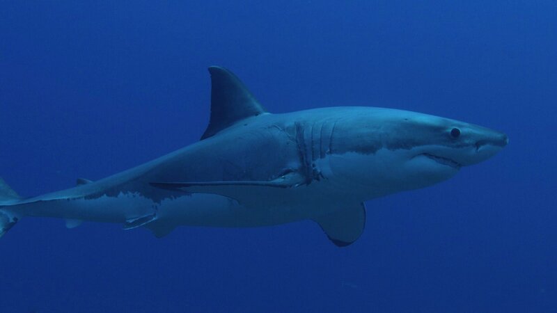 Haifisch – Bild: Discovery Communications