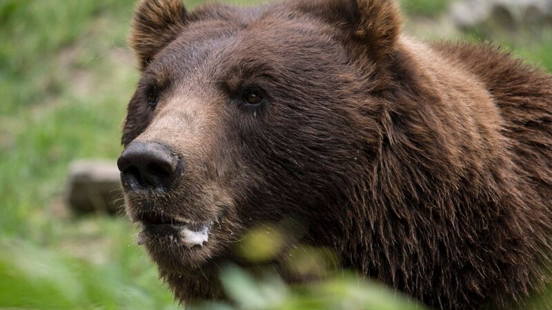 Brown Bear On Exhibit – Bild: Discovery Communications