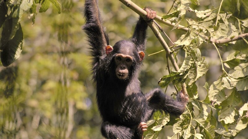 Wildes Uganda – Bild: NDR/​doclights/​Terra Mater Facutal Studios/​Harald Pokieser