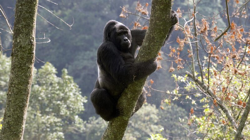 Unter Beobachtung: Silberrücken Mugisha ist der Anführer einer zwölfköpfigen Gruppe von Berggorillas, die seit mehr als 20 Jahren von Biologen des Leipziger Max-Planck-Instituts erforscht wird. – Bild: BR/doclights/NDR/Terra Mater Facutal Studios/Harald Pokieser Unter Beobachtung: Silberrücken Mugisha ist der Anführer einer zwölfköpfigen Gruppe von Berggorillas, die seit mehr als 20 Jahren von Biologen des Leipziger Max-Planck-Instituts erforscht wird. – Bild: BR/doclights/NDR/Terra Mater Facutal Studios/Harald Pokieser