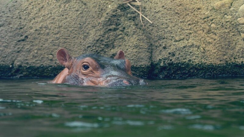 Hippo Fiona swimming at Cincinnati Zoo & Botanical Garden. – Bild: Animal Planet /​ 36394_ep101_022 /​ Discovery, Inc.