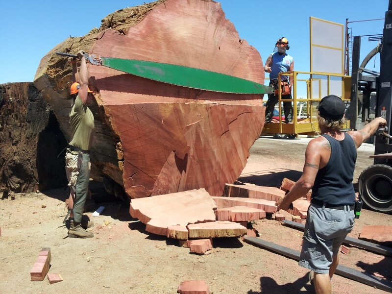 The world’s biggest chainsaw at work sawing a redwood log. – Bild: Animal Planet