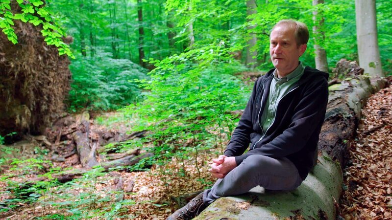 Matthias Schickhofer fürchtet um die letzten Urwälder. – Bild: BR, ORF / BR/ORF Matthias Schickhofer fürchtet um die letzten Urwälder. – Bild: BR, ORF / BR/ORF