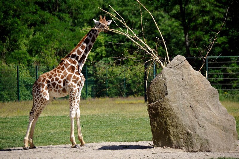 rbb Fernsehen PANDA, GORILLA & CO., TEIL 196, „Geschichten aus dem Zoo Berlin und dem Tierpark Berlin“, am Freitag um 21:00 Uhr. Bei den Giraffen im Tierpark führt seit letztem Herbst das freche Bullenkalb Egon seine Tierpfleger ziemlich oft an der Nase herum. – Bild: rbb/​Thomas Ernst