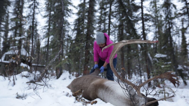 Edna helps with the caribou. – Bild: Discovery Channel /​ Discovery Communications