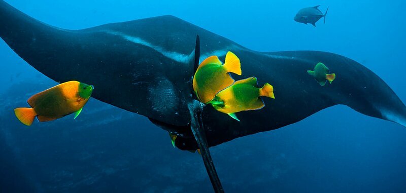 Die endemischen Clarion-Kaiserfische im mexikanischen Revillagigedo Archipel reinigen die pazifischen Riesenmantas von Parasiten und losen Hautresten. – Bild: rbb/WDR/Möltgenfilm Die endemischen Clarion-Kaiserfische im mexikanischen Revillagigedo Archipel reinigen die pazifischen Riesenmantas von Parasiten und losen Hautresten. – Bild: rbb/WDR/Möltgenfilm
