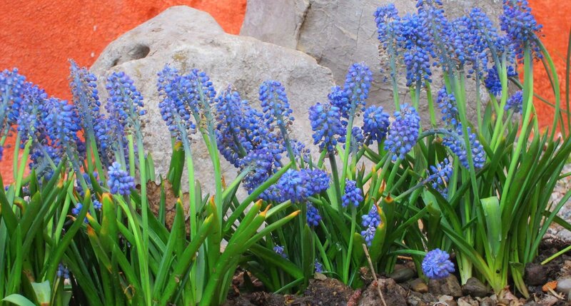 Traubenhyazinthen gehören zu den Frühblühern – jeder Monat hat im Garten seine ganz eigenen Farben und Düfte. – Bild: nautilusfilm/​NDR Naturfilm