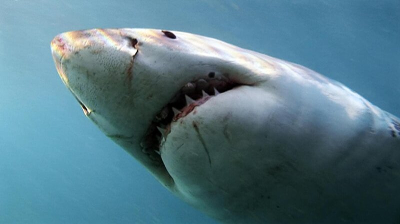 Ein Weißer Hai. – Bild: BR