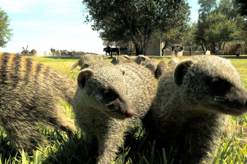 Die beiden jungen Geparde Max und Moritz versuchen sich heute im Jagen.; Ein Junglöwe hat sich aus seinem Gehege gebuddelt und streift durch die Auswilderungszone.; Für die Mangusten hat die heutige Mahlzeit allerdings einen kleinen Haken … – Bild: BR/​SWR/​Francois Botha
