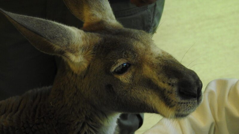 Kangaroo Dave Cryotherapy – Bild: Discovery Communications