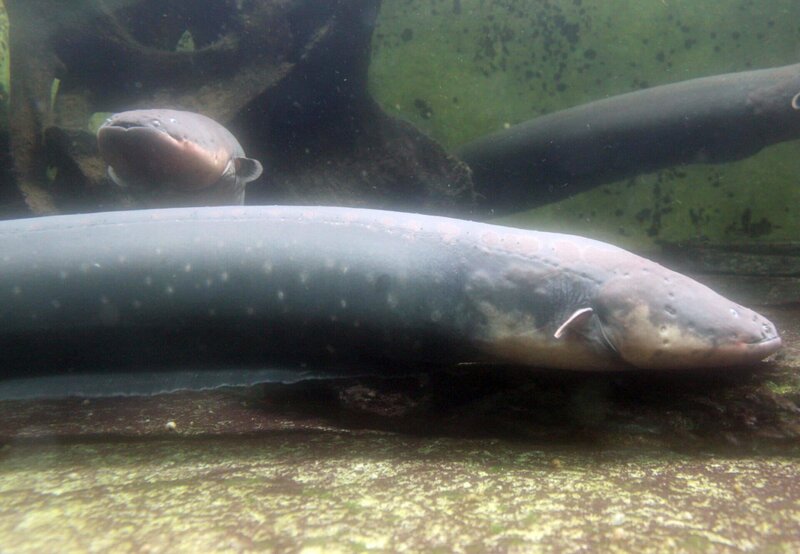 ARD/​SWR EISBƒR, AFFE & CO FOLGE 146, „Zoogeschichten aus Stuttgart“, am Donnerstag (25.11.10) um 16:10 Uhr im ERSTEN. Der Zitteral: Wer ihm zu nahe kommt, vergisst es nicht so schnell. Der Zitteraal verabreicht elektrische Schl‰ge. – Bild: SWR/​Jens Klinger