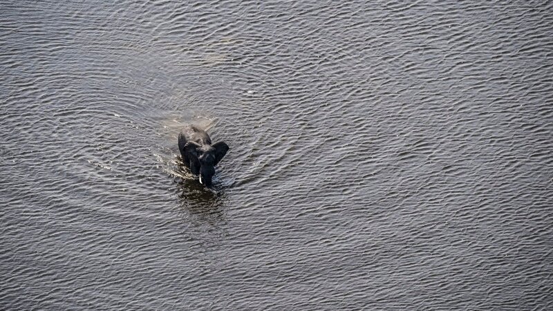 Ein einsamer Elefant auf dem Weg durch einen breiten Wasserlauf. – Bild: Terra Mater Factual Studios + Wildlife Films /​ Beverly Joubert