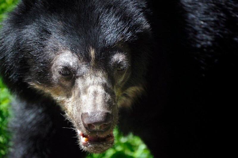 rbb Fernsehen PANDA, GORILLA & CO., TEIL 195, „Geschichten aus dem Zoo Berlin und dem Tierpark Berlin“, am Freitag (09.09.11) um 21:00 Uhr. Die südamerikanische Brillenbärin Julia aus dem Tierpark Berlin ist wieder Mutter geworden. – Bild: rbb/​Thomas Ernst