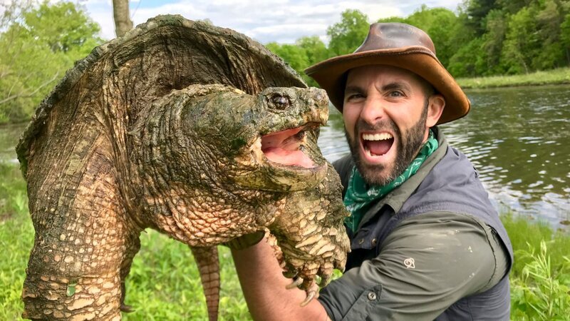 Coyote holds up a common snapping turtle. – Bild: Discovery Communications, LLC