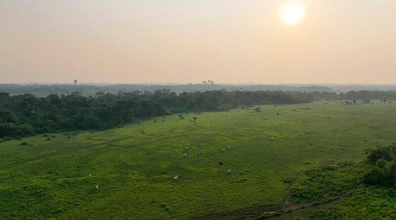 Was haben hochwertige Ledersitze in deutschen Luxusautos mit dem Amazonas zu tun? – Die brasilianische Lederindustrie versorgt auch deutsche Luxusautos mit diesem edlen Material. Für die dafür benötigten zigtausend Rinder braucht sie Platz und hat in den letzten 20 Jahren eine Waldfläche fast so groß wie Deutschland abgeholzt. – Bild: ZDF und HR/​streetsfilm