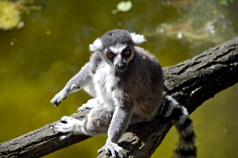 Das Katta-Männchen im Tierpark muß auf der Hut sein. Es hat innerhalb der Familie nichts mehr zu sagen, seit sein Sprössling auf der Welt ist. – Bild: rbb/​Thomas Ernst