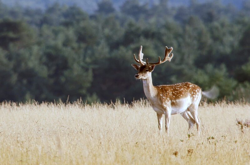 Die offenen Heideflächen der Senne bieten vielen Damwild-Rudeln eine geschützte Heimat. – Bild: Längengrad Filmproduktion