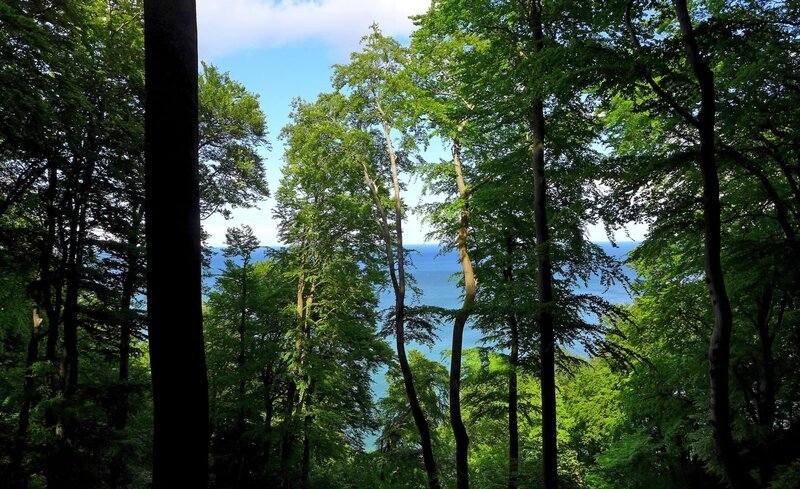 Buchenurwald Jasmund – Blick auf Ostsee. – Bild: BR/​SWR