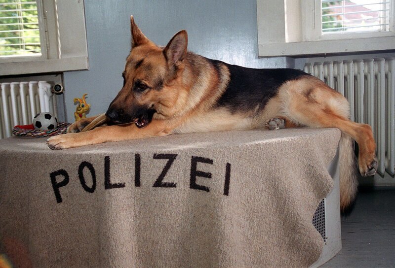 Rex. – Bild: ORF 2