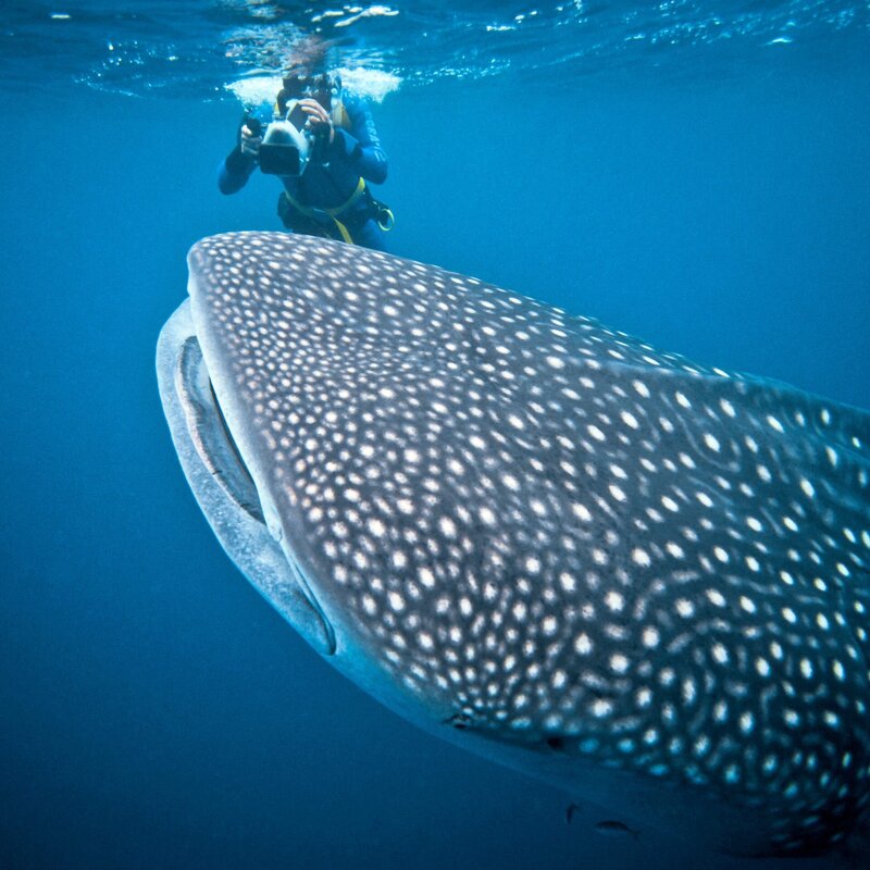 Geheimnisvolle Hochseeoasen – Bild: ZDF/​WDR/​Möltgenfilm
