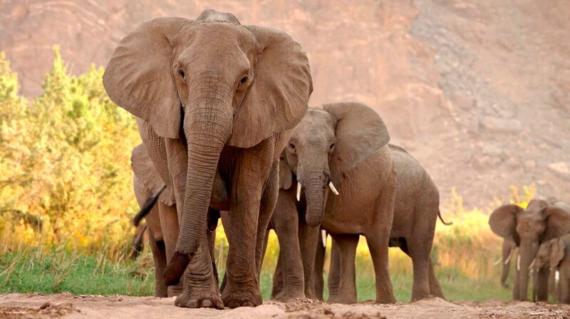 Die Tiere und Pflanzen in der Kalahari haben gelernt, dass es besser ist, gemeinsam nach Nahrung zu suchen und sich zur Jagd oder zum Schutz der Jungen zusammenzutun. – Bild: phoenix/​ZDF