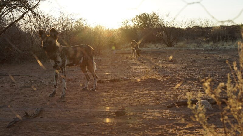 What Makes Wild Dogs Africa’s Most Successful Hunters? Wild dogs in N/​a’an ku sê Lodge and Sanctuary. – Bild: Discovery Communications, LLC