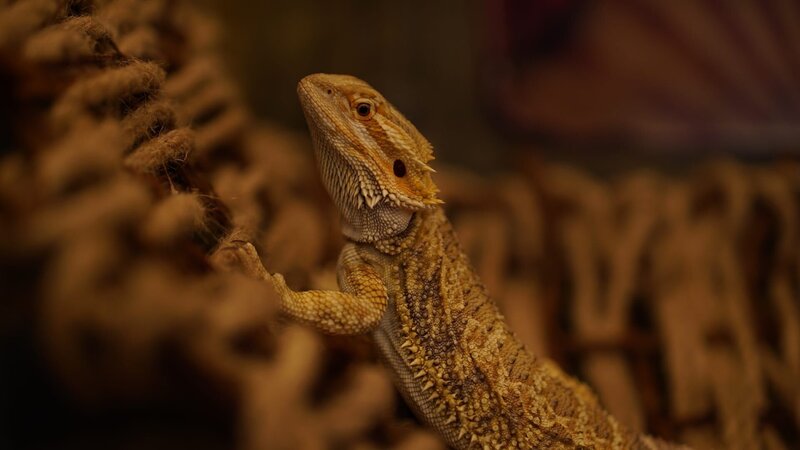 Hazelaar’s bearded dragon, Nash, getting comfortable in the new enclosure. – Bild: Animal Planet /​ Discovery Communications
