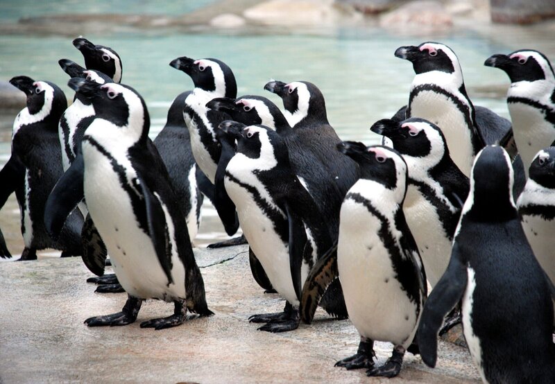 ARD/​SWR EISBÄR, AFFE & CO FOLGE 150, „Zoogeschichten aus Stuttgart“, bei den Pinguinen ist immer etwas los. Heute werden Schnäbel gefeilt. – Bild: SWR/​Jens Klinger