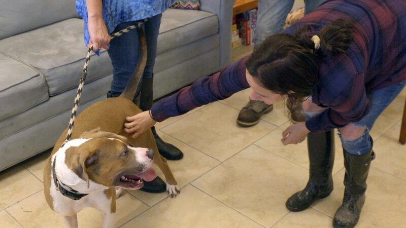 Dog. – Bild: PLURIMEDIA (Discovery Communications LLC)