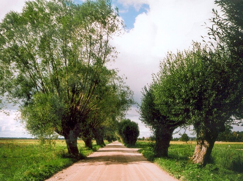 Allee in der Niederungslandschaft der Memel. – Bild: SWR/Volker Koepp Allee in der Niederungslandschaft der Memel. – Bild: SWR/Volker Koepp