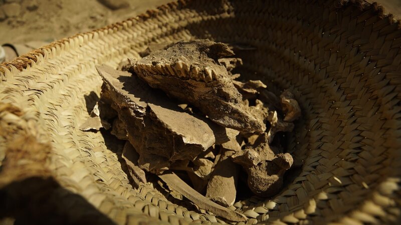 Reste von Stierknochen, die in den Mauern des Ramses-Palastes in Abydos gefunden wurden. – Bild: The National Geographic Channel