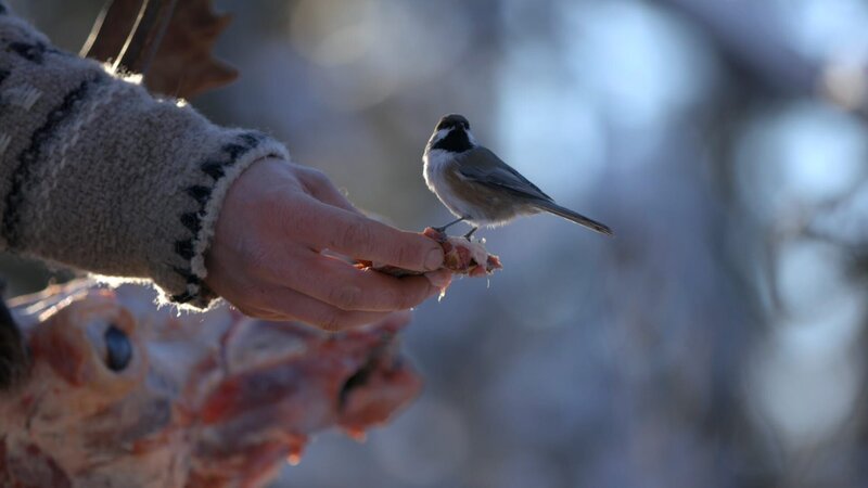 Ein Vogel auf der Suche nach Abfällen landet auf der Hand von Johnny Rolfe. (National Geographic) – Bild: National Geographic /​ National Geographic