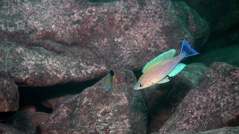 Buntbarsch, Tanganjikasee. – Bild: ORF/​Cosmos Factory/​Heinz Büscher