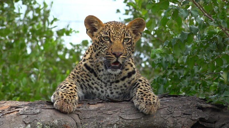 Leopard has climbed up onto the branch of a dead tree. – Bild: 3sat